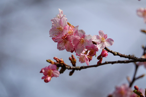 003_260205038 X900 ◎河津桜 保土ヶ谷公園 RX10M4.jpg