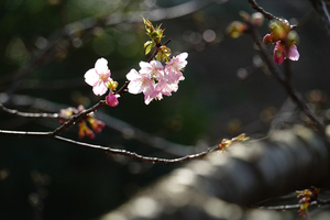 004_260205052m X900 ◎河津桜 保土ヶ谷公園 RX10M4.jpg
