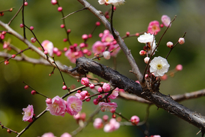 017_260205124 X900 ◎思いのまま 梅園 保土ヶ谷公園RX10M4.jpg