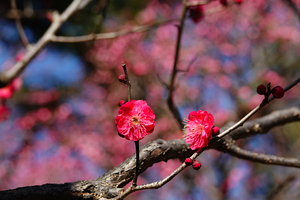 015_260117042 X900 ◎鹿児島紅 保土ヶ谷公園 RX10M4.jpg