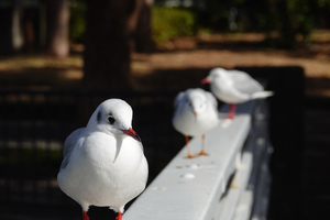 006_260125033 X900 ユリカモメ 帷子川 RX10M4.jpg