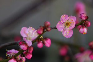016_260125060 X900 寒紅梅 耕地整理竣工記念碑 RX10M4.jpg