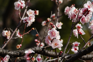 013_260205112 X900 三吉野 梅園 保土ヶ谷公園 RX10M4.jpg