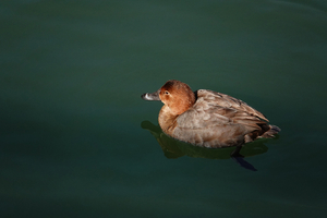 003_260125022 X900 ホシハジロ♀ 帷子川 RX10M4.jpg