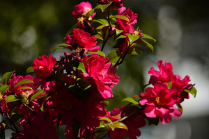 002_260125017 X900 八重の椿 帷子川 RX10M4.jpg