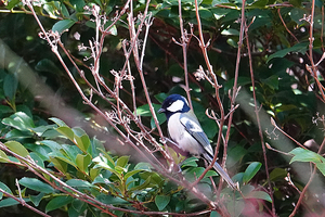 019_260205132tm X900 ◎シジュウカラ 保土ヶ谷公園 RX10M4.jpg