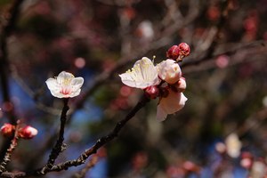007_260117017 X900 白加賀 保土ヶ谷公園 RX10M4.jpg
