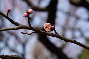 006_260205082 X900 ○花香実 梅園 保土ヶ谷公園 RX10M4.jpg