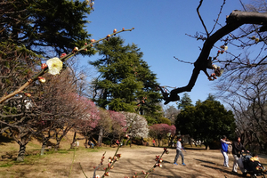 010_260117025 X900 ◎保土ヶ谷公園 RX10M4.jpg