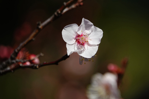 008_260117018 X900 白加賀 保土ヶ谷公園 RX10M4.jpg