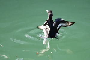 011_251231018 X900 帷子川 〇キンクロ Z50 Z50-250.jpg