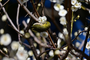004_260221046 X900 ◎メジロ 大輪緑萼 保土ヶ谷公園 Z50 Z50-250.jpg
