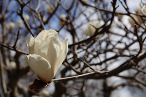 009_260311039 X900 〇ハクモクレン 舞岡公園 RX10M4.jpg