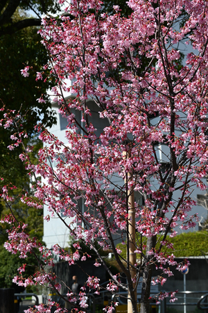 008_260307037 X900 オカメザクラ 帷子川 Z30 50-250.jpg