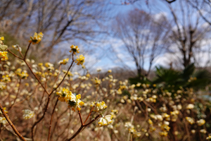 013_260311053 X900 〇ミツマタ 舞岡公園 RX10M4.jpg