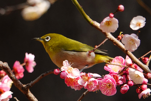 024_260214146tm X900 ◎メジロ 思いのまま 保土ヶ谷公園 RX10M4.jpg