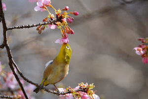015_260214076s X900 ◎メジロ・カワヅザクラ 保土ヶ谷公園 RX10M4.jpg