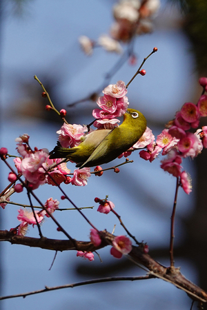 027_260214164tm X900 ◎八重寒紅 メジロ 保土ヶ谷公園 RX10M4.jpg