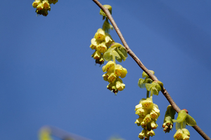 024_260311139 X900 〇ニオイトサミズキ 舞岡公園→舞岡駅 RX10M4.jpg
