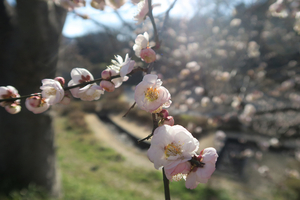 006_260221006 X900 テニスコートから 保土ヶ谷公園 G7X.jpg