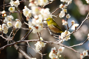 029_260214178 X900 ◎八重野梅 メジロ 保土ヶ谷公園 RX10M4.jpg
