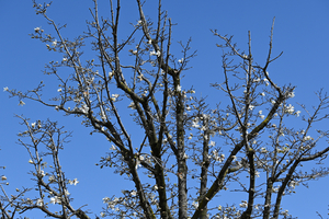 009_260307052 X900 コブシ 帷子川 Z30 50-250.jpg