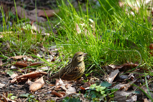 019_260311211 X900 ◎アオジ 舞岡公園→舞岡駅 RX10M4.jpg