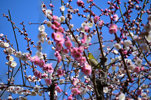 019_260221095 X900 ◎メジロ 思いのまま 保土ヶ谷公園 Z50 Z50-250.jpg