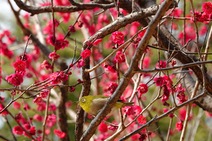 035_260214205s X900 ◎飛翔 鹿児島紅 メジロ 保土ヶ谷公園 RX10M4.jpg