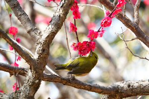 037_260214209 X900 ◎飛翔 鹿児島紅 メジロ 保土ヶ谷公園 RX10M4.jpg