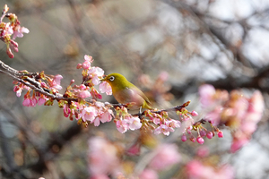 012_260214068s X900 ◎メジロ・カワヅザクラ 保土ヶ谷公園 RX10M4.jpg