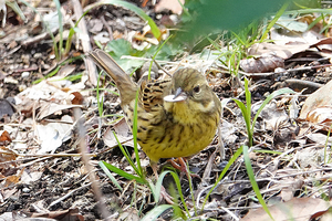 017_260311083tm X900 △アオジ 舞岡公園 RX10M4.jpg