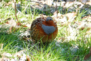 014_260311068tm X900 ◎コジュケイ 舞岡公園 RX10M4.jpg