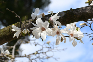 011_260307050 X900 〇コブシ 帷子川 Z30 50-250.jpg