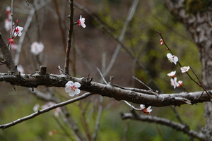 004_260311018 X900 八重野梅 〇舞岡公園 RX10M4.jpg