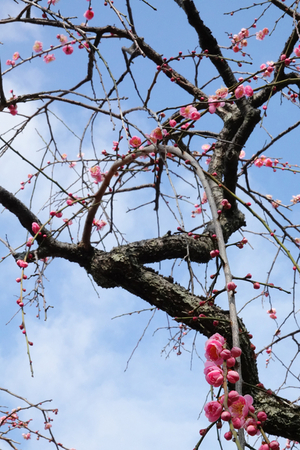 019_260214108 X900 ○呉服枝垂 保土ヶ谷公園 RX10M4.jpg