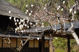 008_260311035 X900 ハクモクレン 舞岡公園 RX10M4.jpg