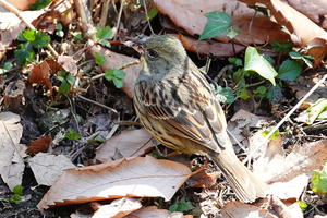 020_260311126tm X900 ◎アオジ 舞岡公園 RX10M4.jpg