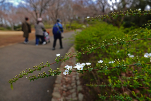 001_260311004 X900 ユキヤナギ  〇舞岡公園 RX10M4.jpg