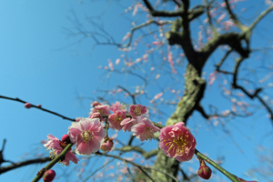 013_260221027 X900 ◎呉服枝垂れ 保土ヶ谷公園 G7X.jpg