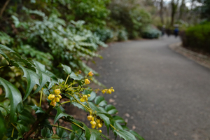 002_260311007 X900 舞岡公園 ヒイラギナンテン RX10M4.jpg