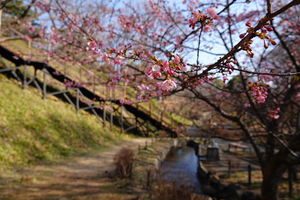 002_260214029 X900 ◎カワヅザクラ 保土ヶ谷公園 RX10M4.jpg