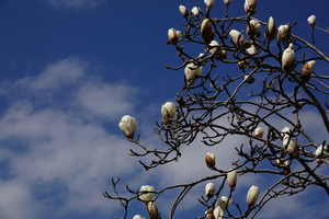 022_260311135 X900 〇ハクモクレン 舞岡公園→舞岡駅 RX10M4.jpg