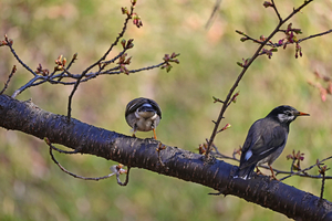 007_260221051 X900 河津桜 ムクドリ 上池 保土ヶ谷公園 Z50 Z50-250.jpg