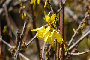 025_260311141 X900 〇シナレンギョウ 舞岡公園→舞岡駅 RX10M4.jpg