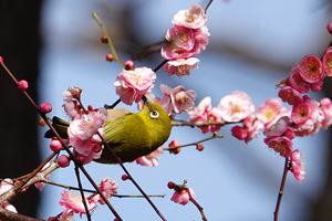025_260214155tm X900 ◎八重寒紅 メジロ 保土ヶ谷公園 RX10M4.jpg