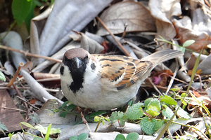 030_260311166tm X900 〇スズメ 舞岡公園→舞岡駅 RX10M4.jpg