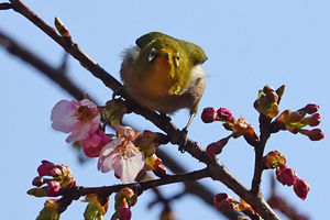 005_260214046tm X900 ◎メジロ・カワヅザクラ 保土ヶ谷公園 RX10M4.jpg