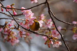 017_260214081 X900 ◎メジロ・カワヅザクラ 保土ヶ谷公園 RX10M4.jpg