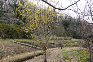 005_260311029 X900 舞岡公園 RX10M4.jpg